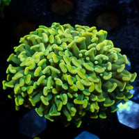 WYSIWYG Golden Rainbow Branching Hammer (3 Polyps)