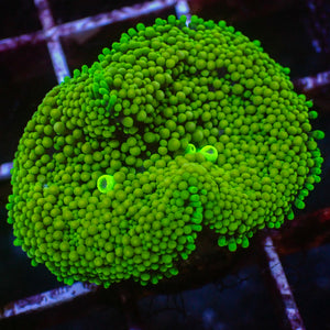 WYSIWYG Green Florida Ricordea Mushroom (2 Polyps)