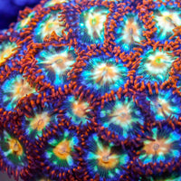 High Roller Chips Zoa (5-10 Polyps colony) - Corals Anonymous
