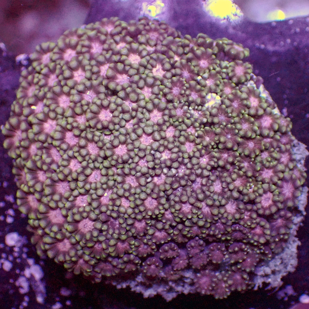 WYSIWYG Lucky Pink Multicolor Alveopora Colony (1-1.5") - Corals Anonymous