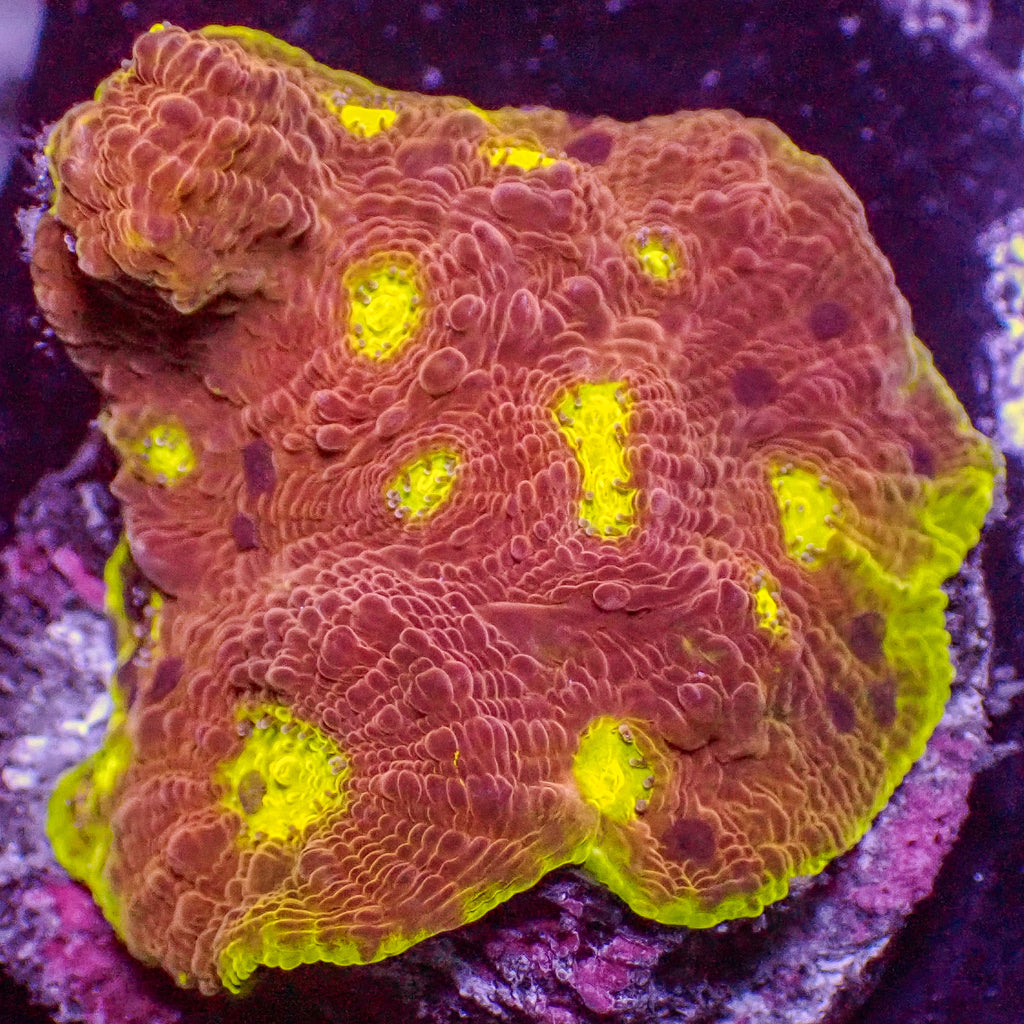 WYSIWYG Dragon Ball Z Chalice (1-1.5") - Corals Anonymous