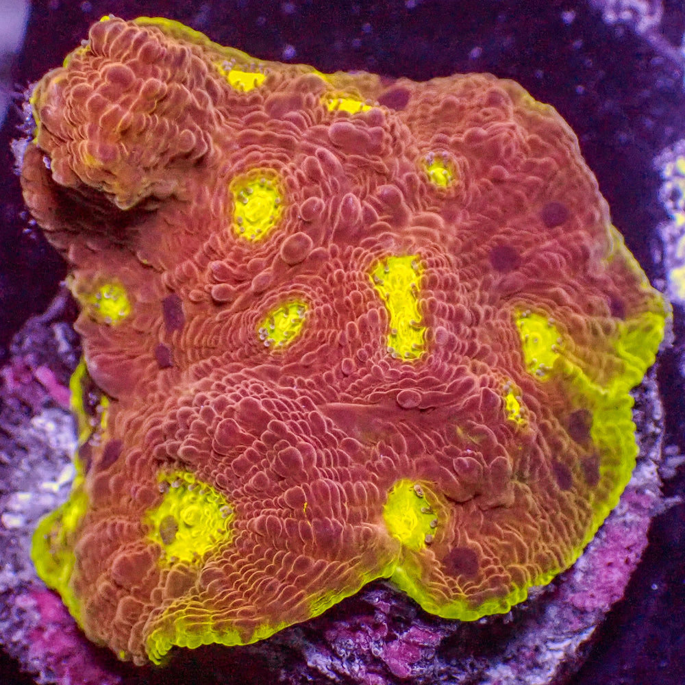 WYSIWYG Dragon Ball Z Chalice (1-1.5