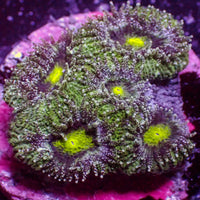 WYSIWYG Green Laser Acan Colony (5 Polyps)