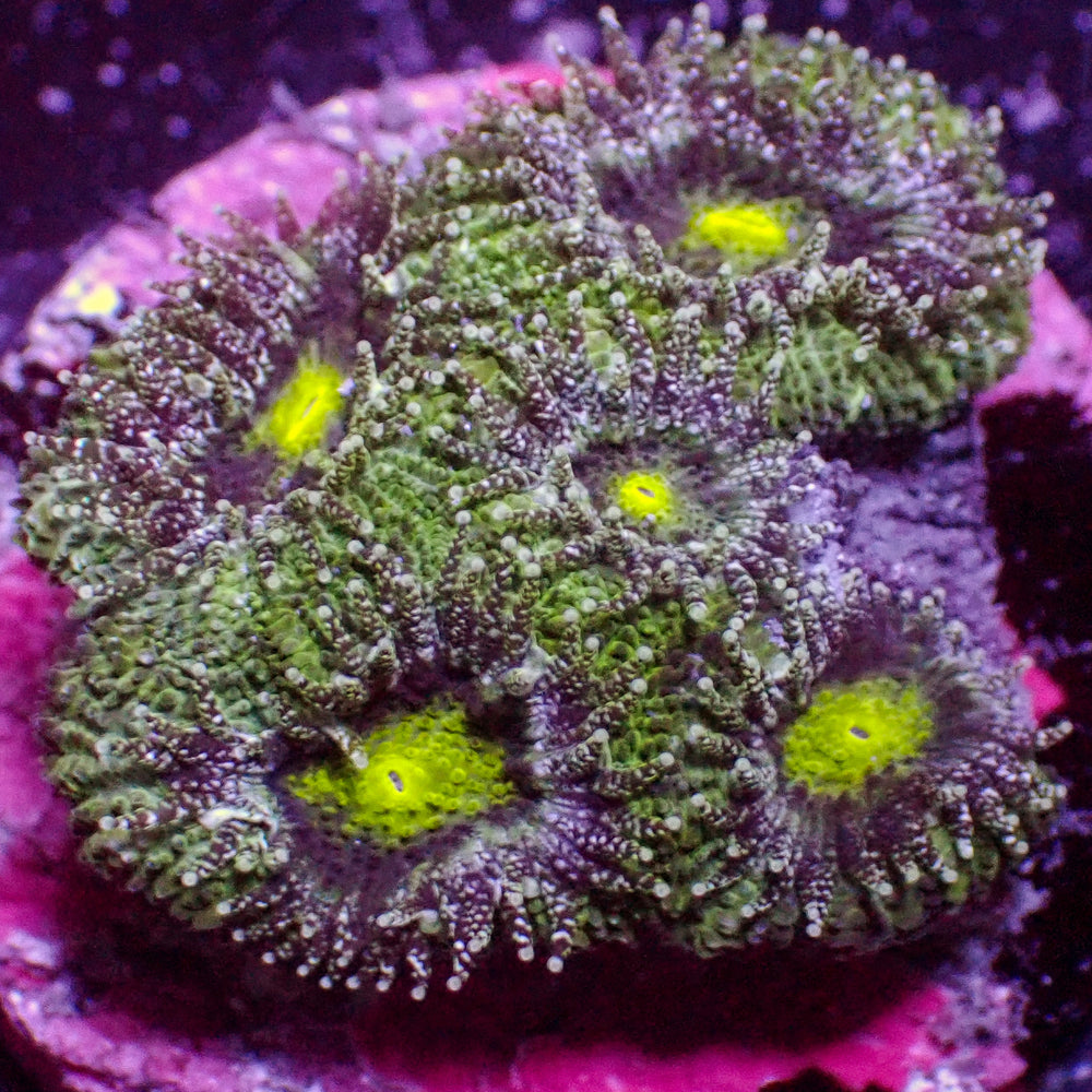 WYSIWYG Green Laser Acan Colony (5 Polyps)