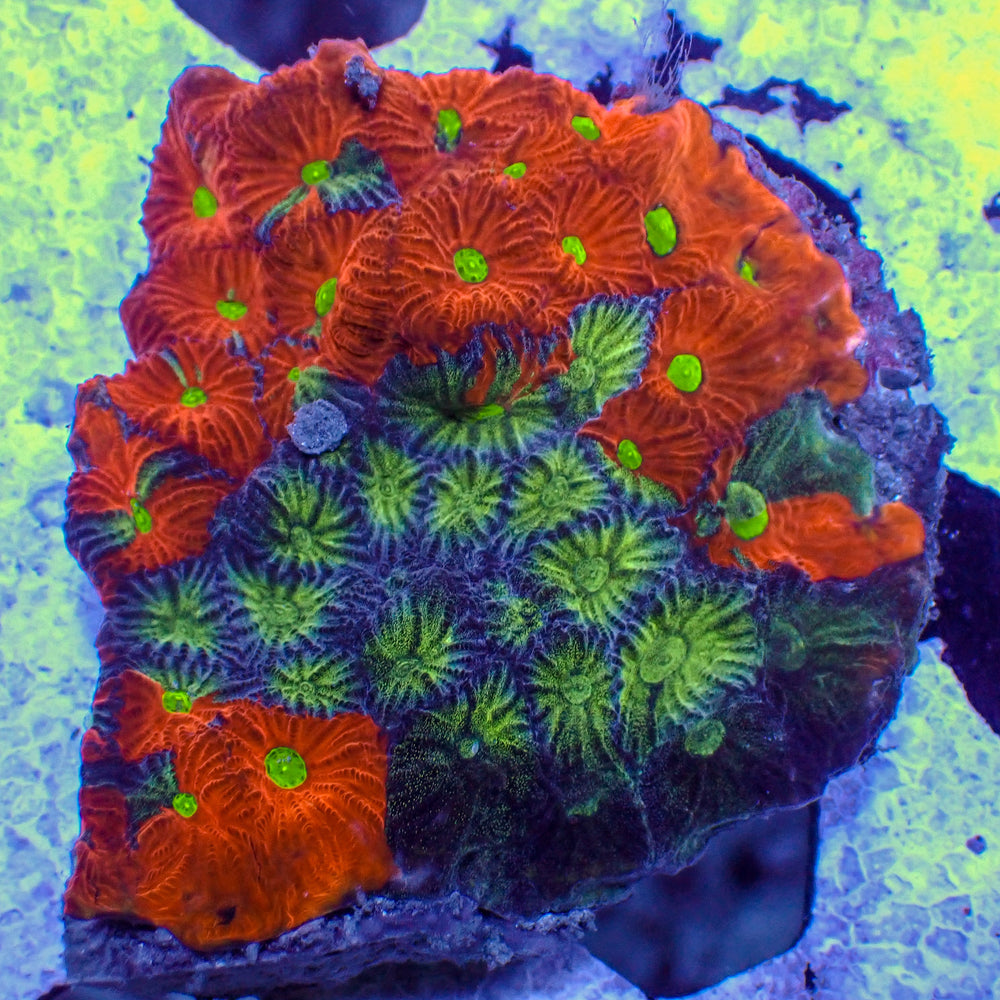 WYSIWYG Grafted War Coral Favite Colony (1.5