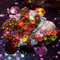 WYSIWYG Rainbow Zoa Combo Colony