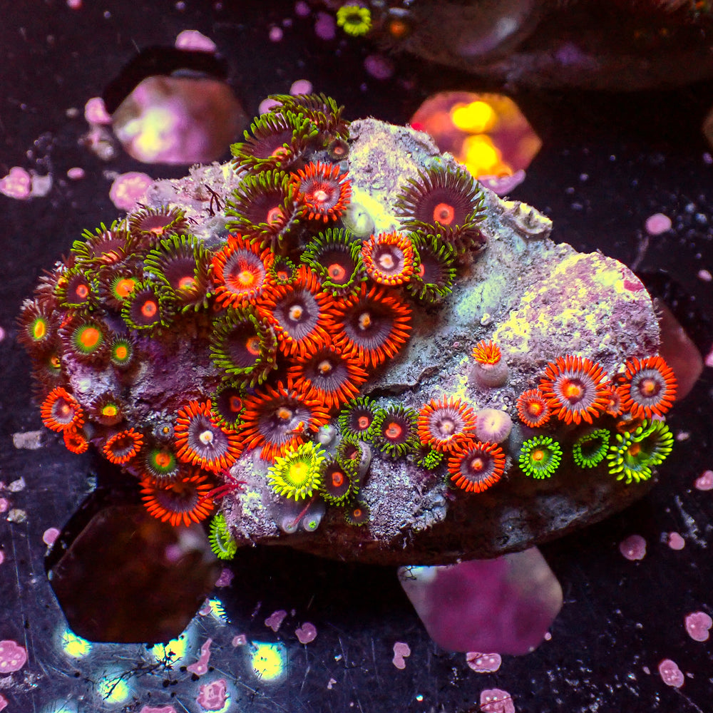 WYSIWYG Rainbow Zoa Combo Colony