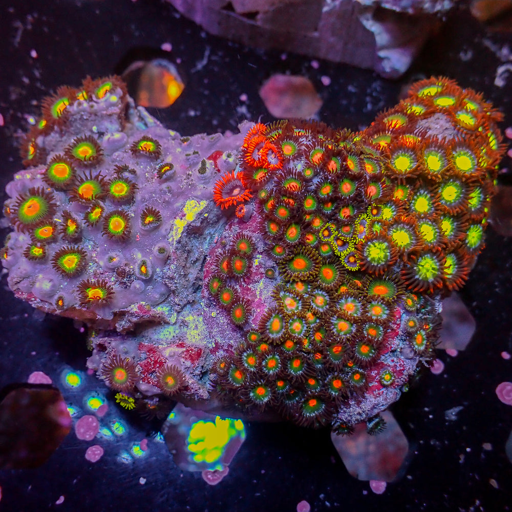 WYSIWYG Rainbow Zoa Combo Colony
