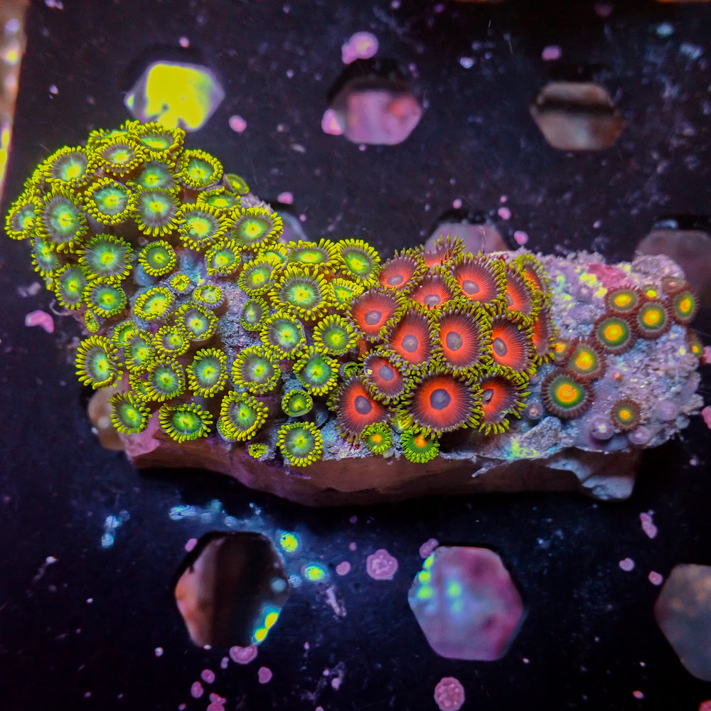 WYSIWYG Rainbow Zoa Combo Colony