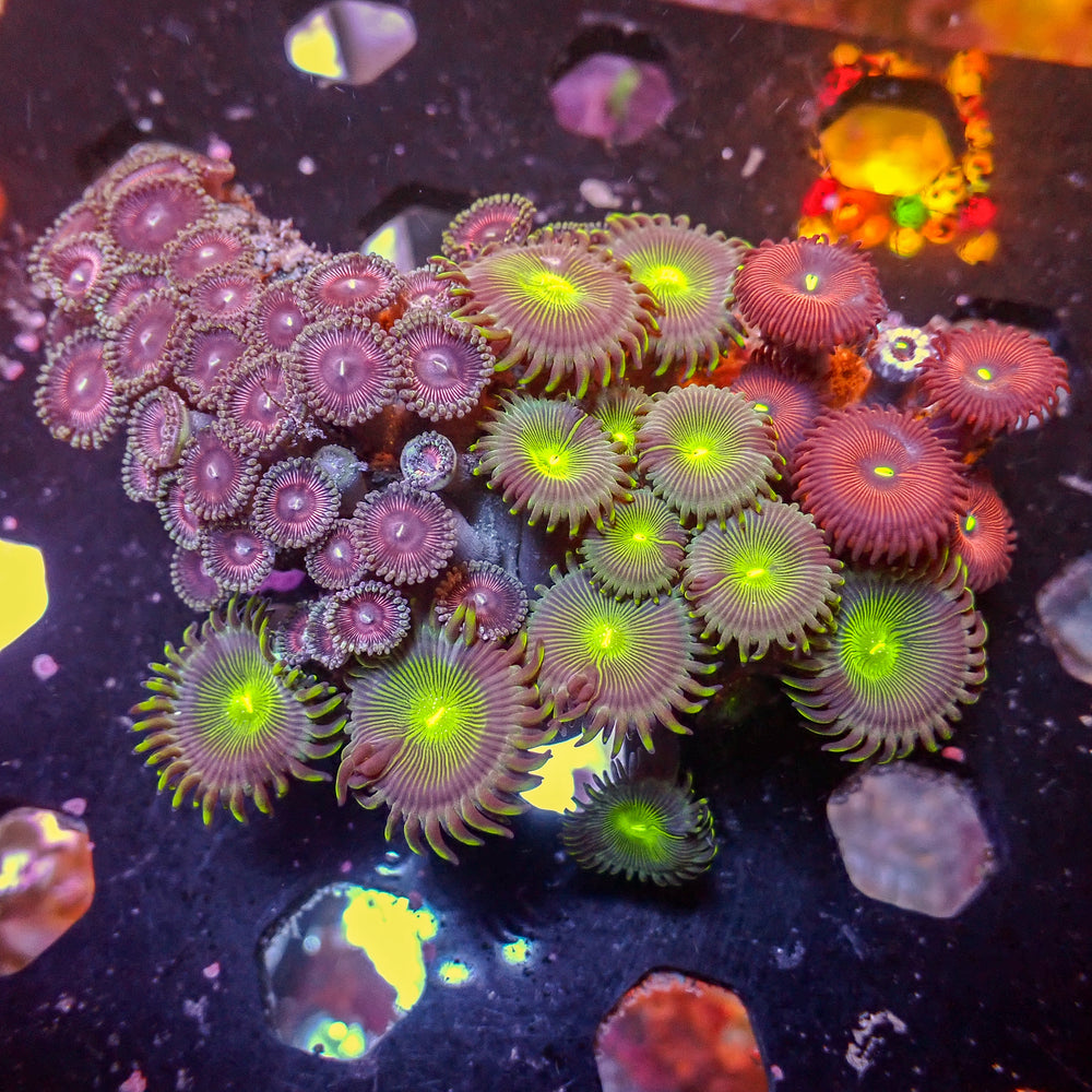WYSIWYG Rainbow Zoa Combo Colony