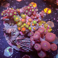 WYSIWYG Rainbow Zoa Combo Colony