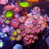 WYSIWYG Rainbow Zoa Combo Colony