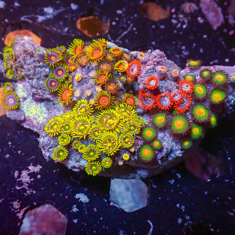 WYSIWYG Rainbow Zoa Combo Colony
