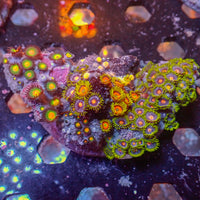 WYSIWYG Rainbow Zoa Combo Colony