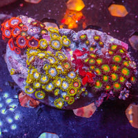 WYSIWYG Rainbow Zoa Combo Colony