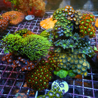 WYSIWYG XL Rainbow Zoa Cloves Mushroom GSP Combo Rock Colony (7-9”)