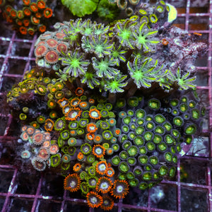 WYSIWYG Rainbow Zoa Cloves Combo Rock Colony (4-5”)