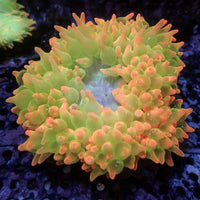 WYSIWYG Ultra Peachy Bliss Bubble Tip Anemone (3-4")