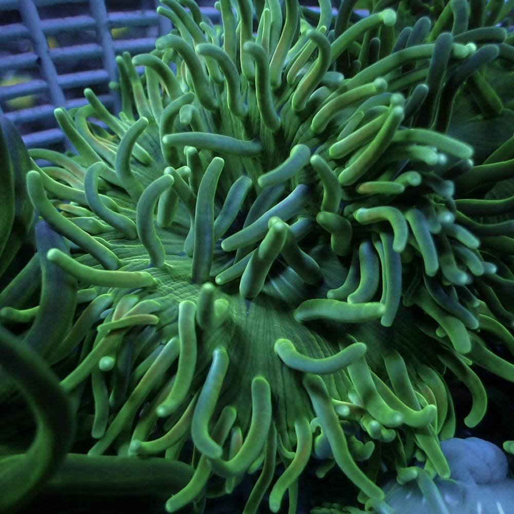 Green Long Tentacle Anemone