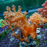 WYSIWYG XL Strawberry Pink Silk Soft Coral Colony (6-7")