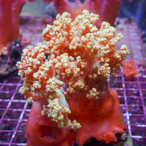 WYSIWYG Large Strawberry Lemonade Silk Soft Coral Colony (4-5")