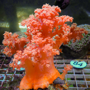 WYSIWYG XL Strawberry Pink Silk Soft Coral Colony (6-7")