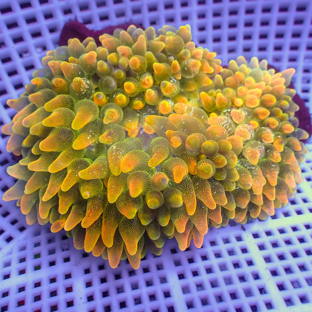 WYSIWYG Pacific Sunburst Bubble Tip Anemone (4-5