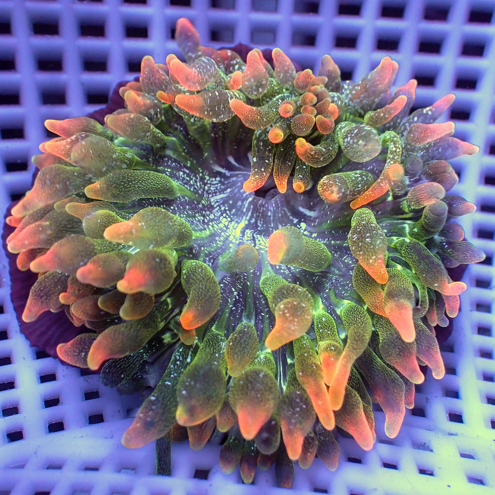 WYSIWYG Pacific Flare Bubble Tip Anemone (3-4