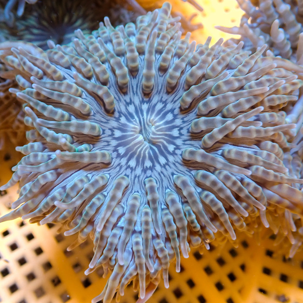 Sky Blue Heteractis Aurora Anemone (2-3