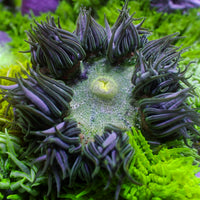 Green Rock Flower Anemone (Assorted)
