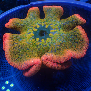 WYSIWYG XL Pink Sakura Master Rainbow Carpet Anemone (10-12")