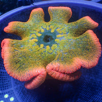 WYSIWYG XL Pink Sakura Master Rainbow Carpet Anemone (10-12")