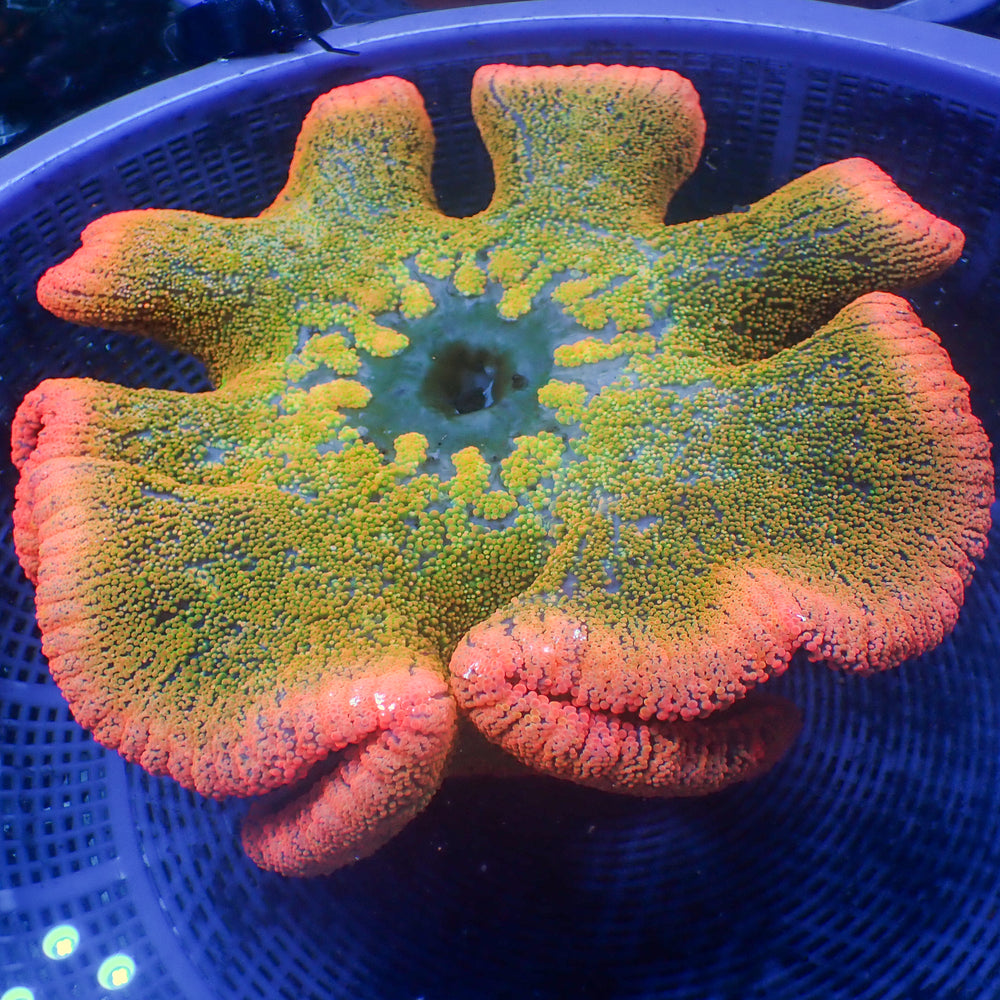 WYSIWYG XL Pink Sakura Master Rainbow Carpet Anemone (10-12