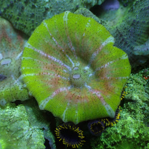 Pink Ring Green Discosoma Mushroom