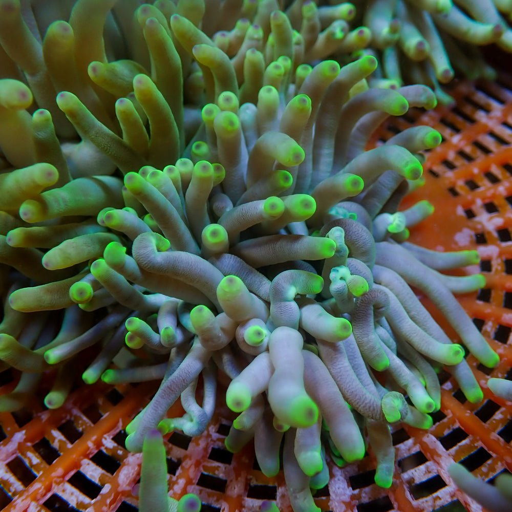 Green Tip Condy Anemone