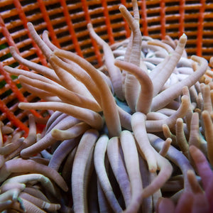 White Condy Anemone