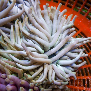 White Condy Anemone