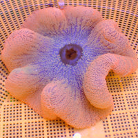 WYSIWYG Peachy Pink Haddoni Carpet Anemone (7-8")