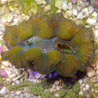 WYSIWYG Gold Rim Blue Multicolor Crocea Clam (2-2.5")