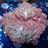 WYSIWYG Multicolor Marsh Green Cynarina (3-4”)