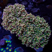 WYSIWYG Pink Tip Green Wall Frogspawn (2-3”)