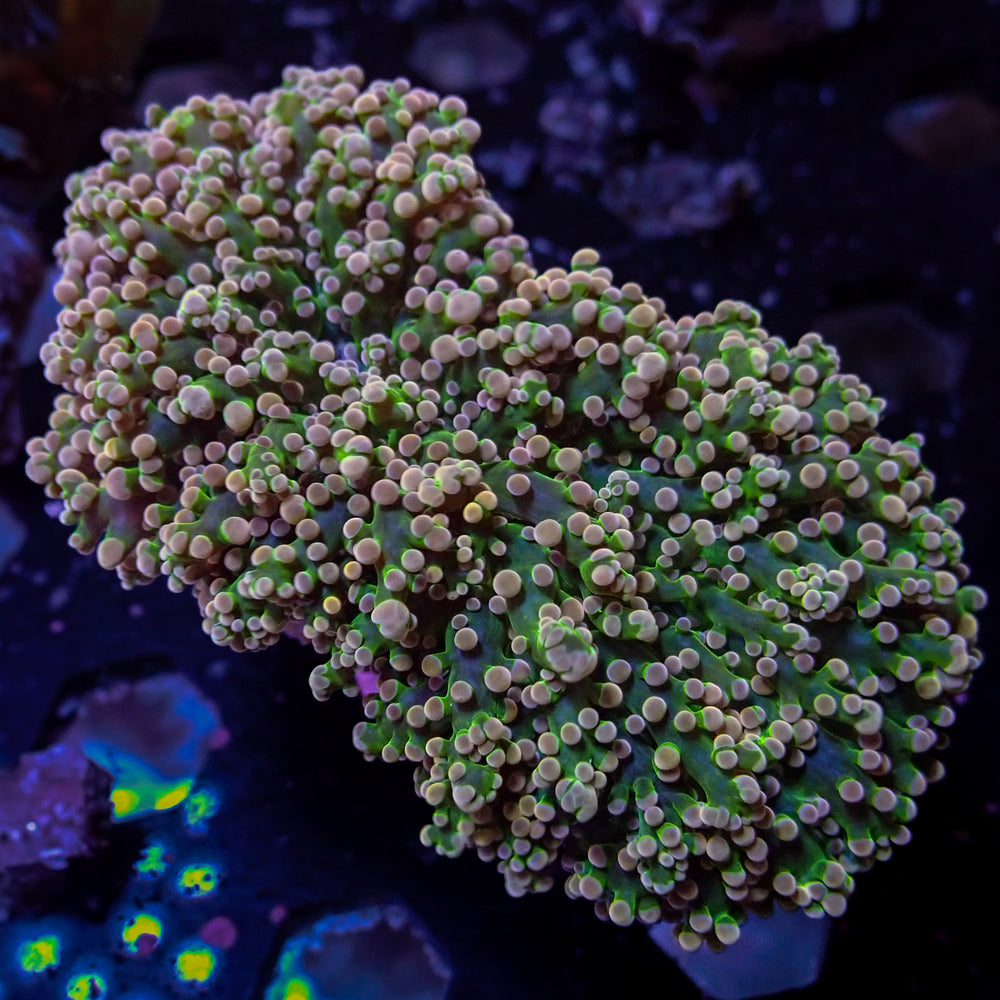 WYSIWYG Pink Tip Green Wall Frogspawn (2-3”)
