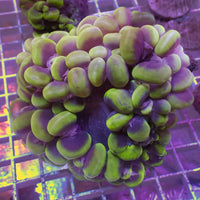 WYSIWYG Ultra Neon Cat Eye Bubble Coral (4-5")