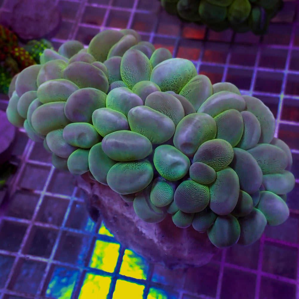 WYSIWYG Multicolor Teal Bubble Coral (4-5