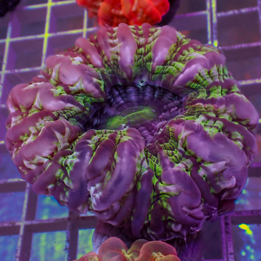 WYSIWYG Toxic Purple Rain Cynarina (3-4