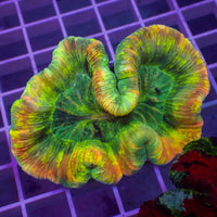 WYSIWYG Ultra Rainbow Skittle Dream Wellso (3-4")