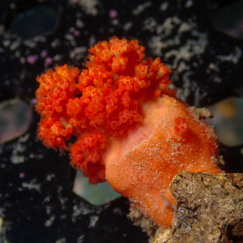 WYSIWYG Orangeade Silk Soft Coral Colony (1-2