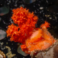 WYSIWYG Orangeade Silk Soft Coral Colony (1-2")