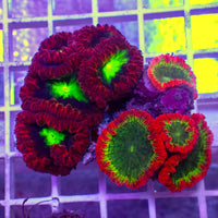 WYSIWYG Rainbow Blastomussa Colony (9+ Polyps)