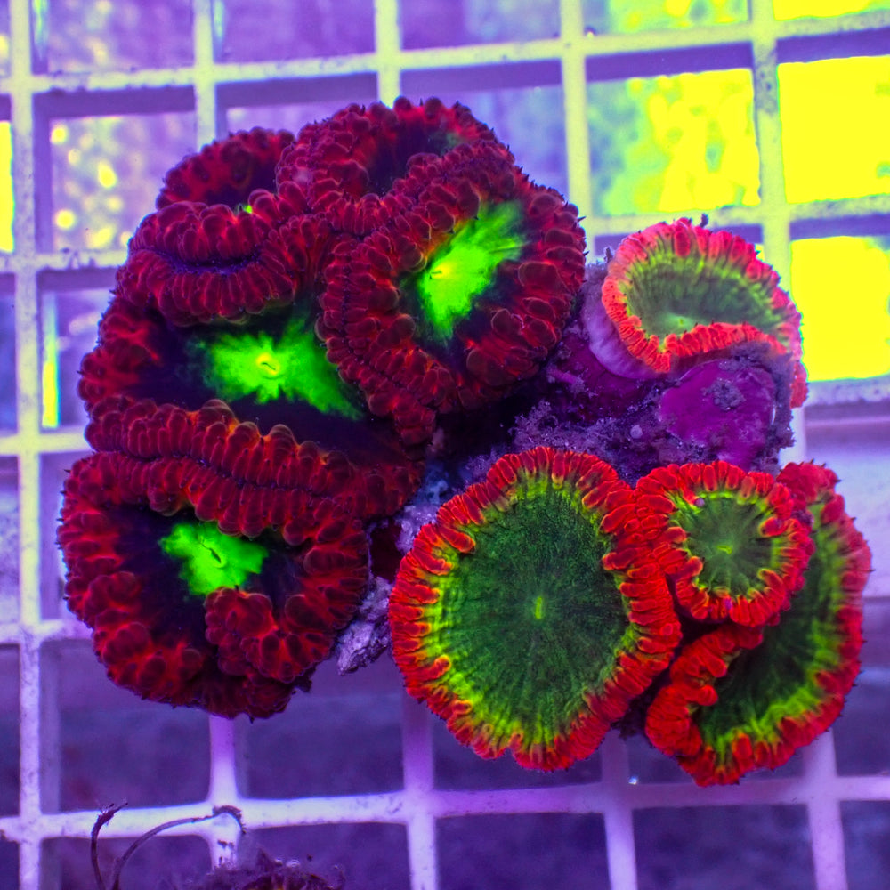 WYSIWYG Rainbow Blastomussa Colony (9+ Polyps)